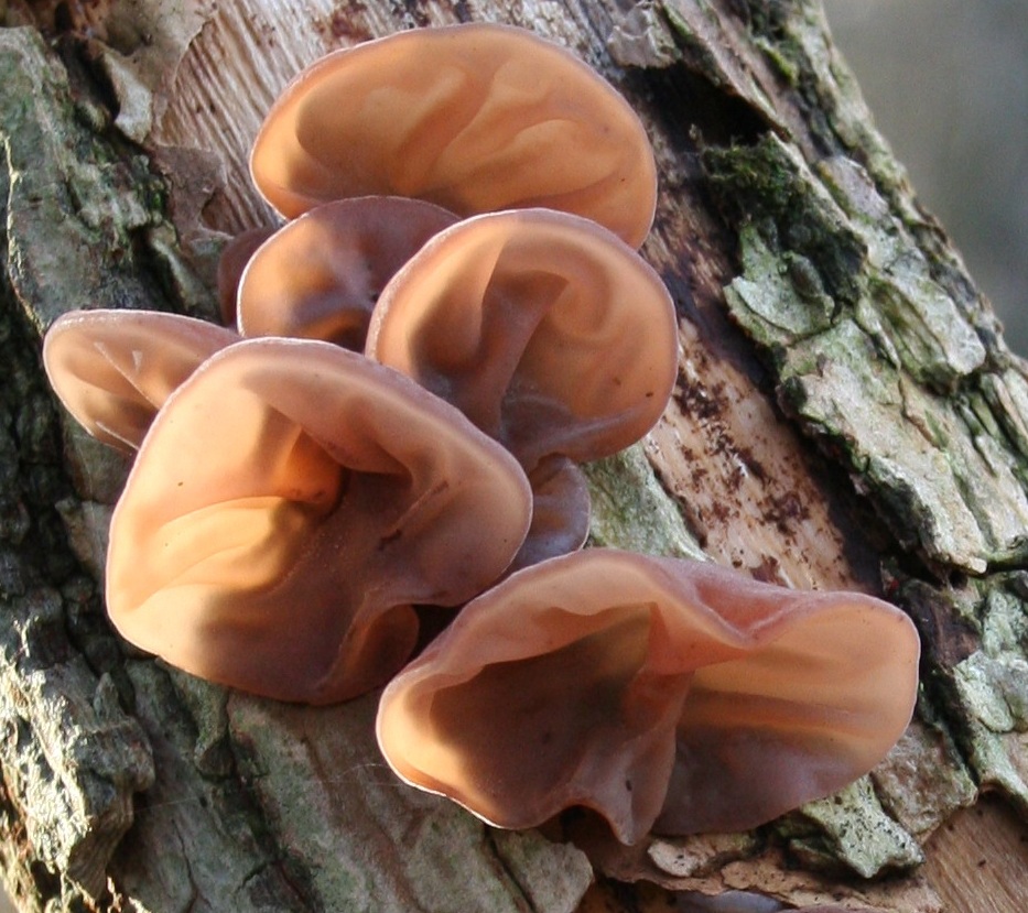Auricularia auricula
